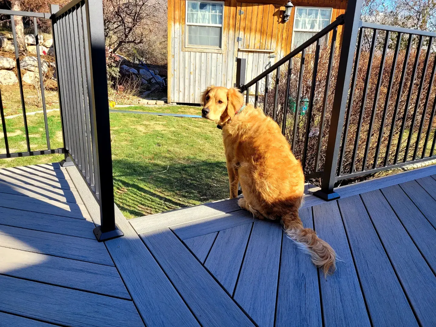 Golden retriever sitting on a diagonal gray composite deck by the stairs