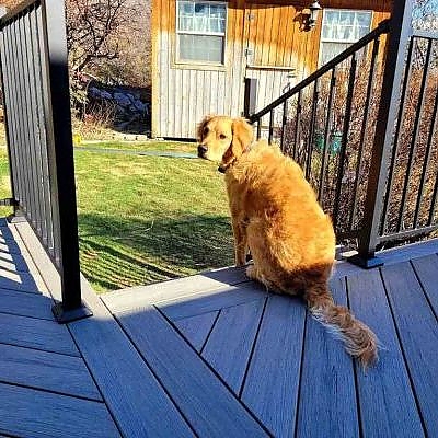 Pets find comfort on railings designed by TC Decks.